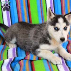 Jewel, Siberian Husky Puppy