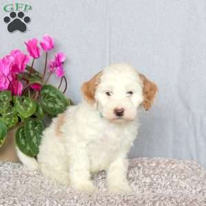 Jewel, Mini Goldendoodle Puppy