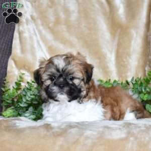 Jewel, Shih Tzu Puppy
