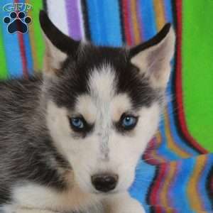 Jewel, Siberian Husky Puppy
