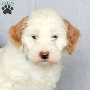 Jewel, Mini Goldendoodle Puppy