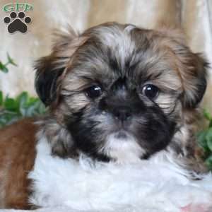 Jewel, Shih Tzu Puppy