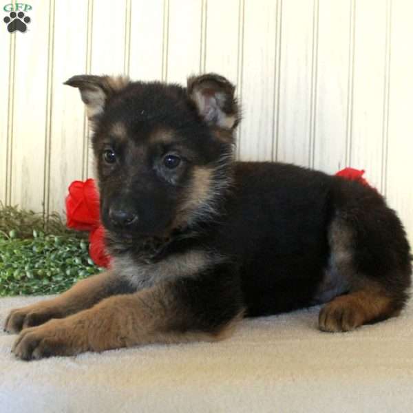 Jiffy, German Shepherd Puppy