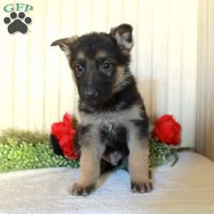 Jiffy, German Shepherd Puppy