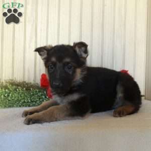 Jiffy, German Shepherd Puppy