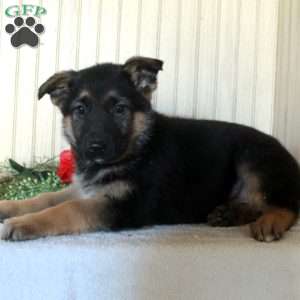Jill, German Shepherd Puppy
