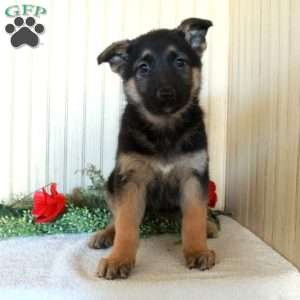 Jill, German Shepherd Puppy