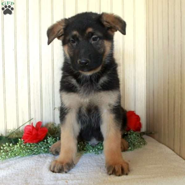 Jimbo, German Shepherd Puppy