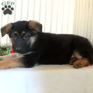 Jimbo, German Shepherd Puppy