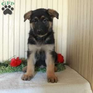 Jimbo, German Shepherd Puppy