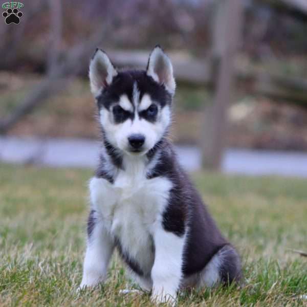 Jimbo, Siberian Husky Puppy
