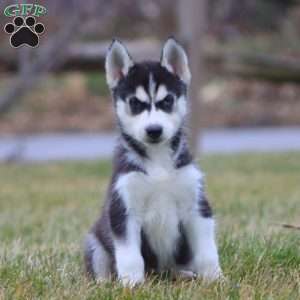 Jimbo, Siberian Husky Puppy