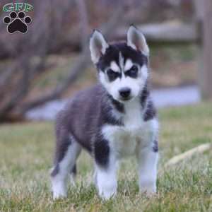 Jimbo, Siberian Husky Puppy