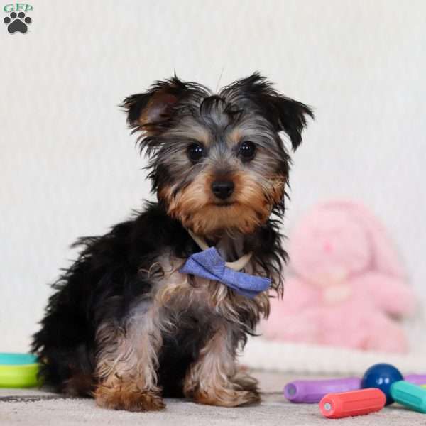 Jingles, Yorkie Puppy