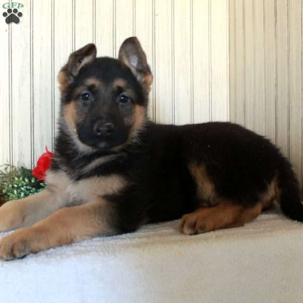 Joanie, German Shepherd Puppy
