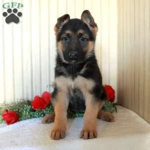 Joanie, German Shepherd Puppy