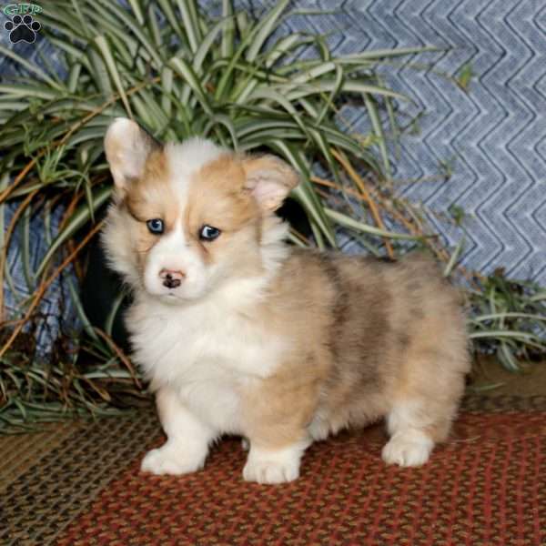 Jodi – longhaired, Pembroke Welsh Corgi Puppy