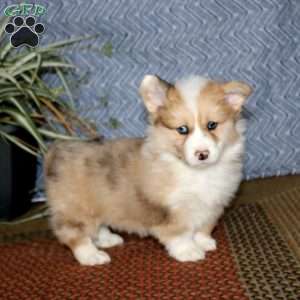 Jodi – longhaired, Pembroke Welsh Corgi Puppy