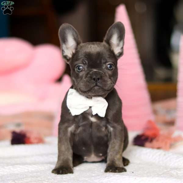 Jody, French Bulldog Puppy