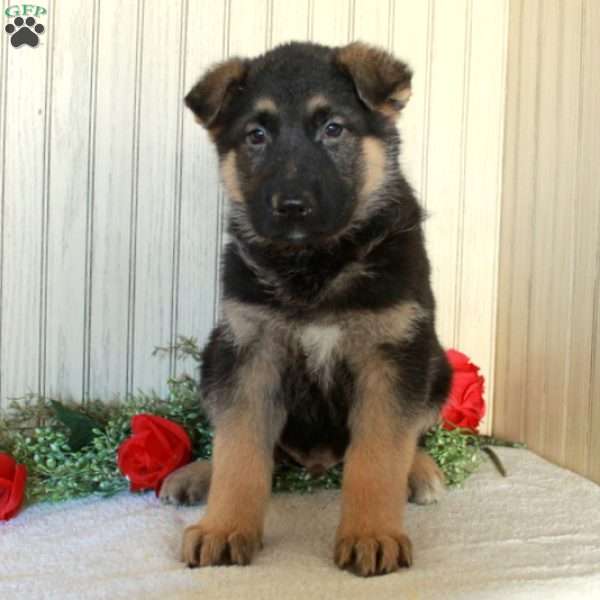 Joey, German Shepherd Puppy
