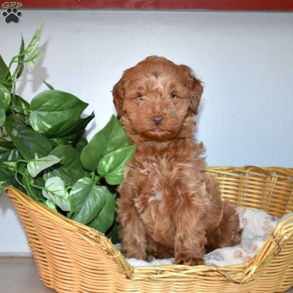 Joey, Mini Goldendoodle Puppy