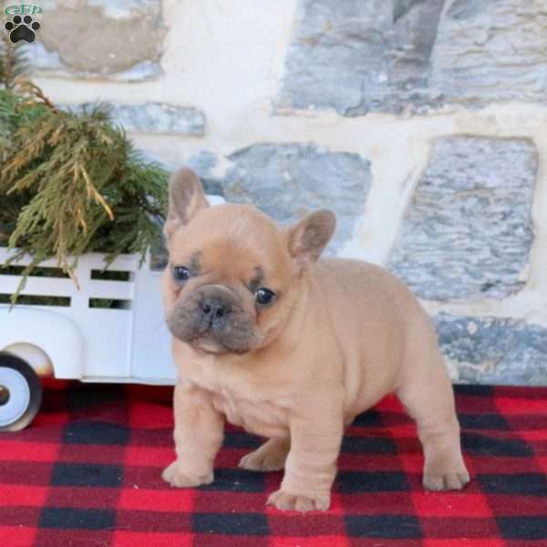 Joey, French Bulldog Puppy