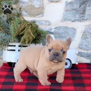 Joey, French Bulldog Puppy