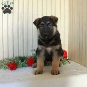 Joey, German Shepherd Puppy