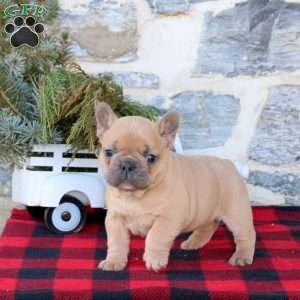 Joey, French Bulldog Puppy