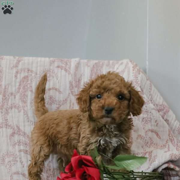 Joey, Cockapoo Puppy
