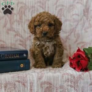 Joey, Cockapoo Puppy