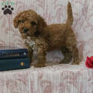 Joey, Cockapoo Puppy