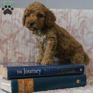 Joey, Cockapoo Puppy