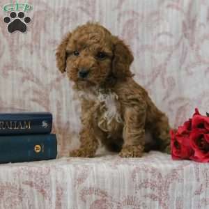 Joey, Cockapoo Puppy