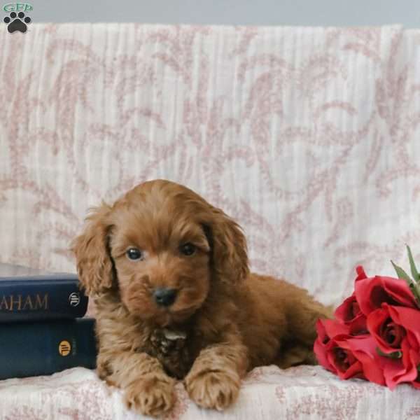 Johnny, Cockapoo Puppy