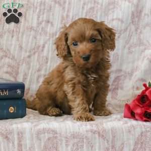 Johnny, Cockapoo Puppy