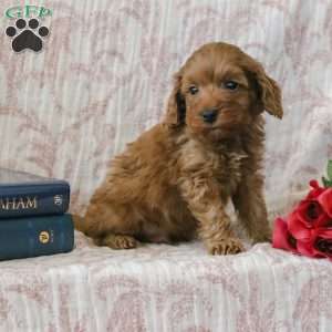 Johnny, Cockapoo Puppy