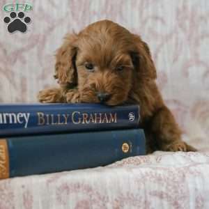 Johnny, Cockapoo Puppy