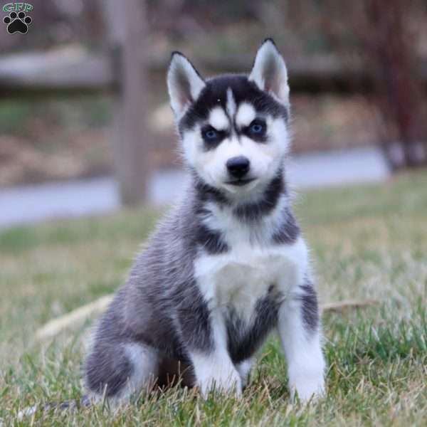 Jojo, Siberian Husky Puppy