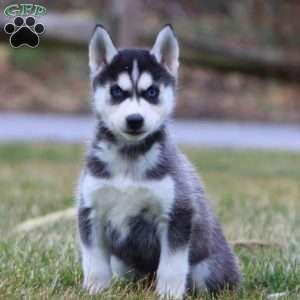 Jojo, Siberian Husky Puppy