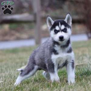 Jojo, Siberian Husky Puppy