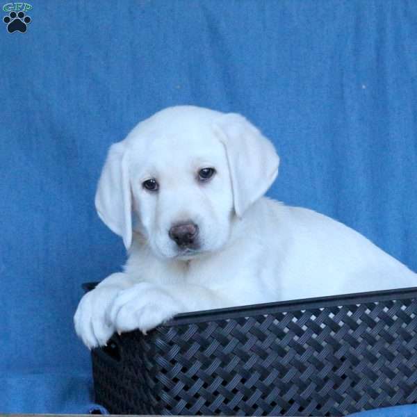 Jolly Rancher, Yellow Labrador Retriever Puppy