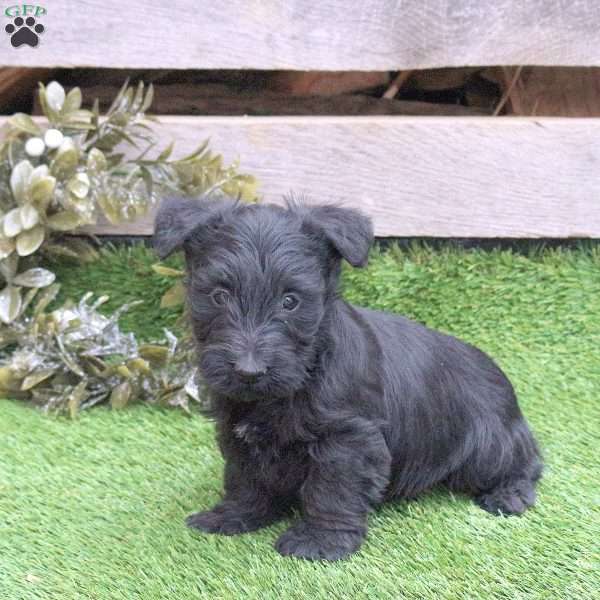 Jordan, Scottish Terrier Puppy