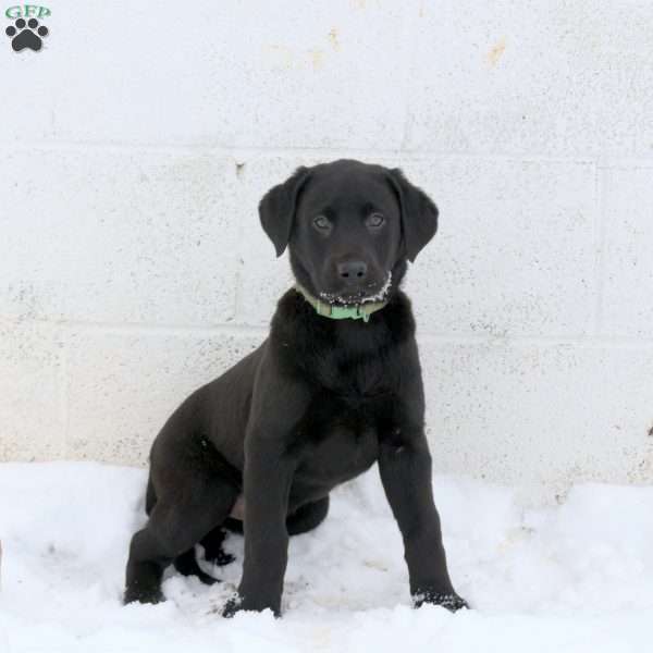 Jordan, Black Labrador Retriever Puppy