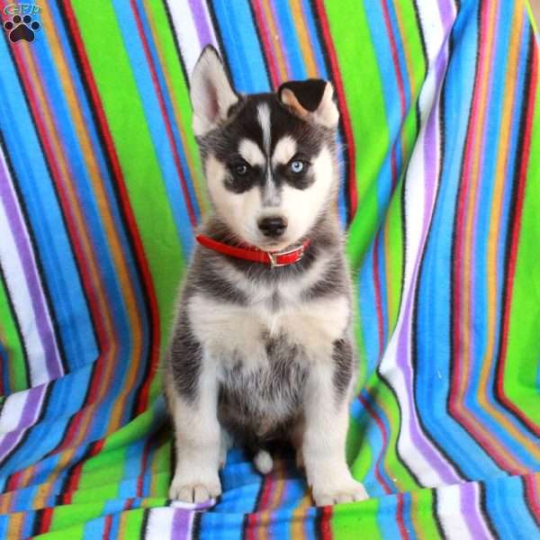 Jordan, Siberian Husky Puppy