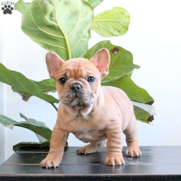 Jordan, French Bulldog Puppy