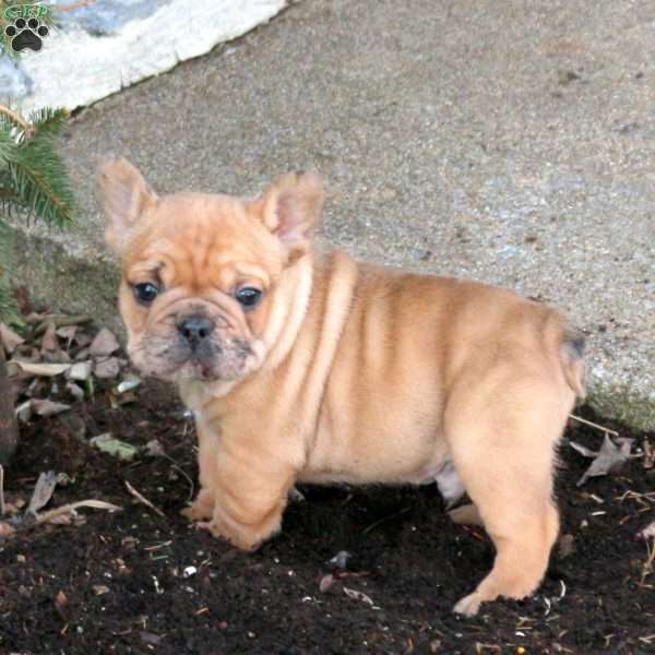 Jordan, French Bulldog Puppy