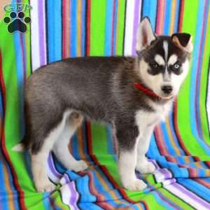 Jordan, Siberian Husky Puppy