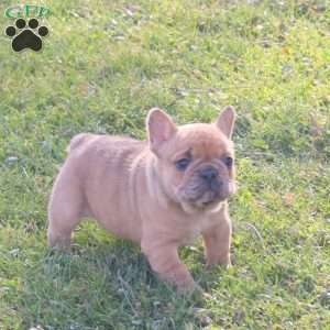Jordan, French Bulldog Puppy