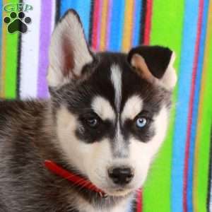 Jordan, Siberian Husky Puppy